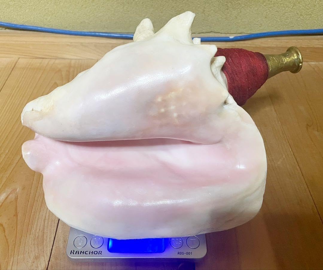 ピンク貝（法螺貝 ほら貝 ホラガイ） Amazon.co.jp: 特大肉厚